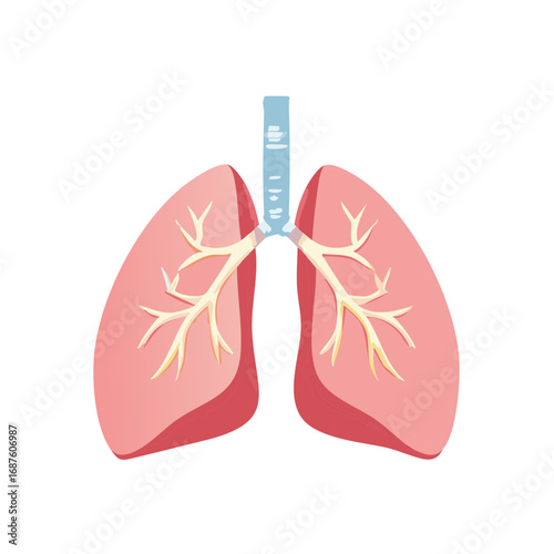 Illustration of Human Lungs and Bronchial Tree Anatomy for Medical Diagram
