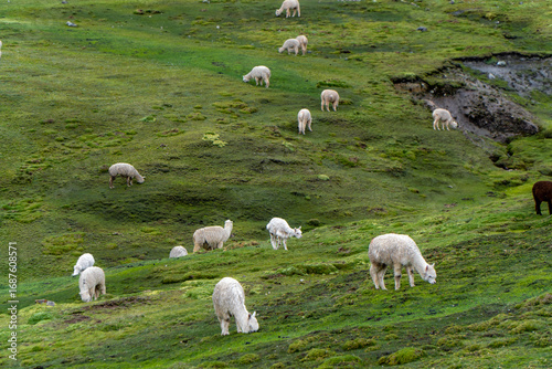 Llamas Grazing on Rainbow Mountain in Peru – Andean Wildlife in a Vibrant Landscape