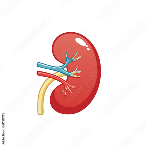 Human kidney cartoon illustration for medical health and anatomy concepts