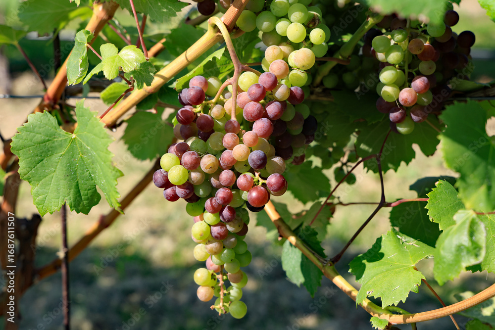 Fototapeta premium Grapes on the vine in a vineyard near harvest time, in Northern Michigan on the Old Mission Peninsula.