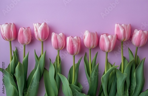 Pink Tulips Arranged Neatly Against a Soft Purple Background in a Vibrant Spr...