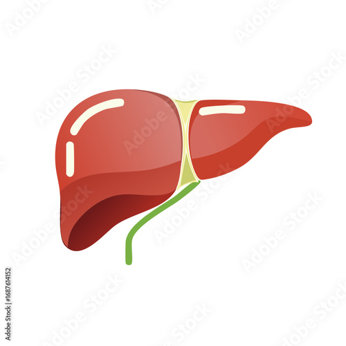 Illustration of a stylized human liver organ red and green abstract medical graphic