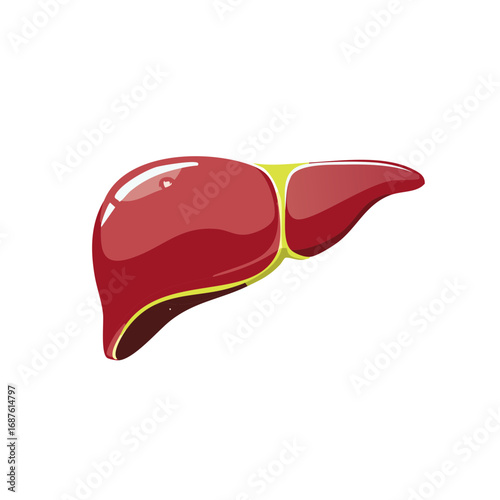 Illustration of a Human Liver Anatomy Medical Organ Diagram Health Wellness