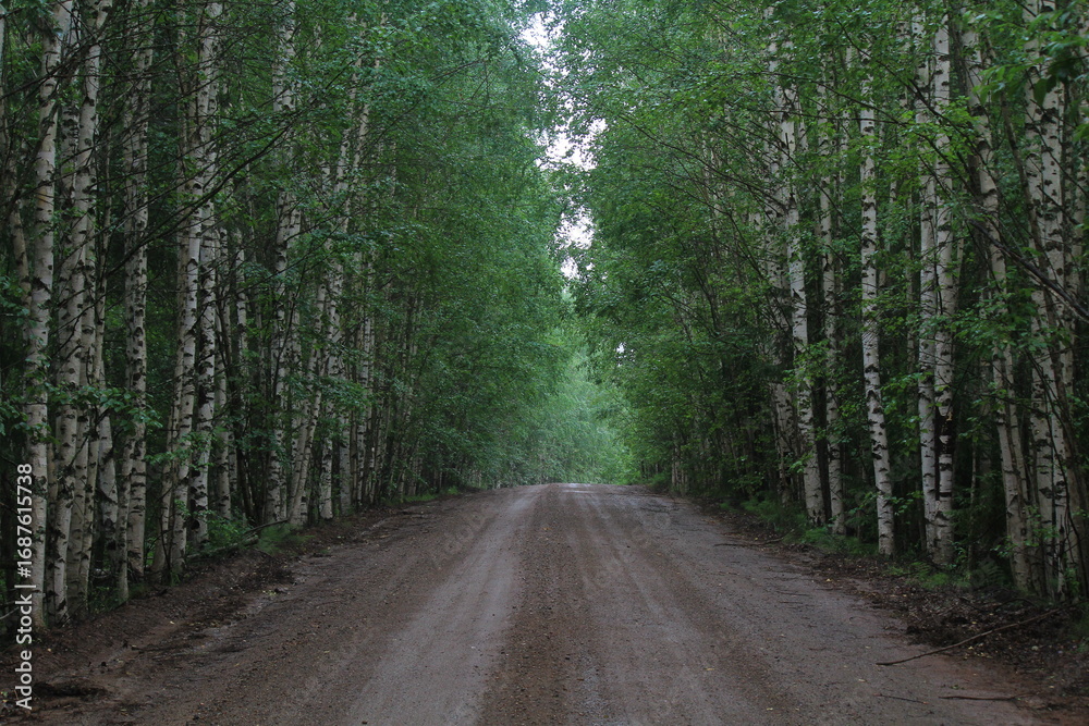 Naklejka premium A dirt road in a young birch forest on a sunny summer day