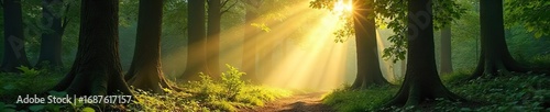 Serene forest scene bathed in sunlight, perfect for meditation and peaceful contemplation; ancient trees create a spiritual atmosphere ideal for prayer and reflection , meditation, shadows