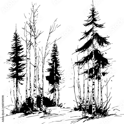 Sketch of birch and pine forest in monochrome vector style hand-drawn isolated