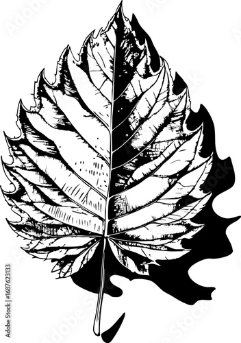 Botanical Leaf with Detailed Hatching. Nature Study Illustration with Light and Shadow Techniques in Fine Line Drawing Style.