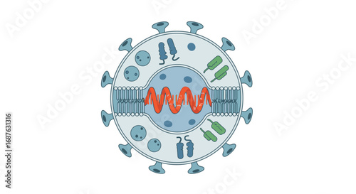 Illustration of a virus structure, showing its membrane, internal components, and surface proteins against a white background.