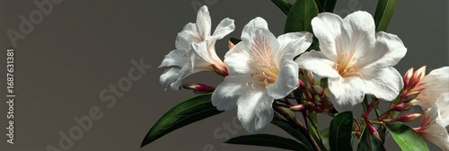Delicate white flowers with green leaves against a neutral background in a serene indoor setting