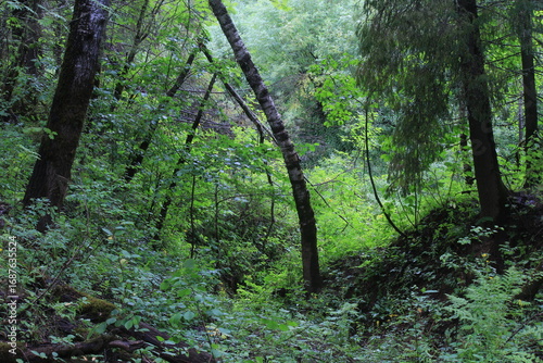 forests and fields of northeastern Europe on a rainy summer day