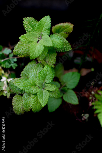 Close up of fresh lemon balm (Melissa officinalis) plant