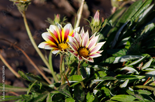 Картината върху платно gazania flowers in the garden