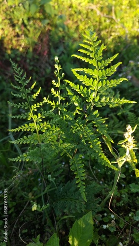 Bild auf Leinwand Fern Plant in Nature – Green Leaves and Tropical Foliage Footage