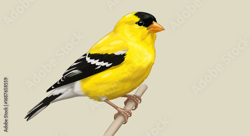 great tit on a branch