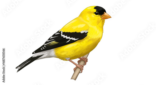 great tit isolated on white background