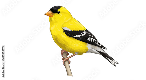 great tit on a white background