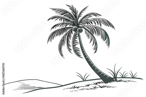 palm tree silhouette