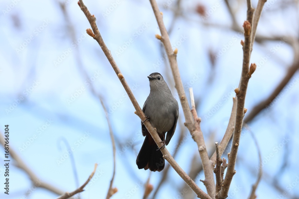 Obraz premium Gray Catbird Perched in Tree