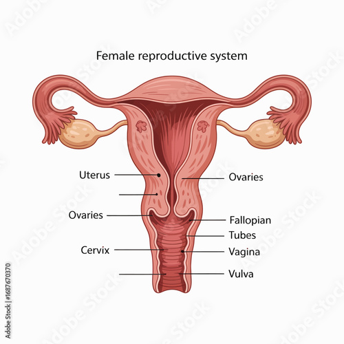 Anatomical illustration of the female reproductive system with labels
