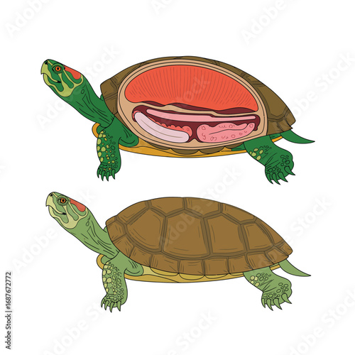 Anatomical illustration of a turtle showing internal organs and external view