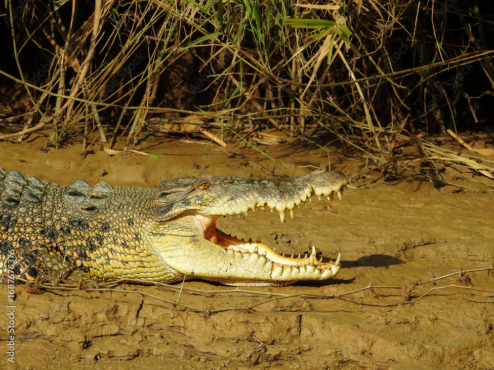 Fototapeta premium Saltwater Crocodile Resting