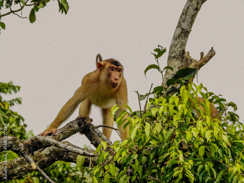 Fototapeta premium Southern Pig-tailed Macaque in Tree