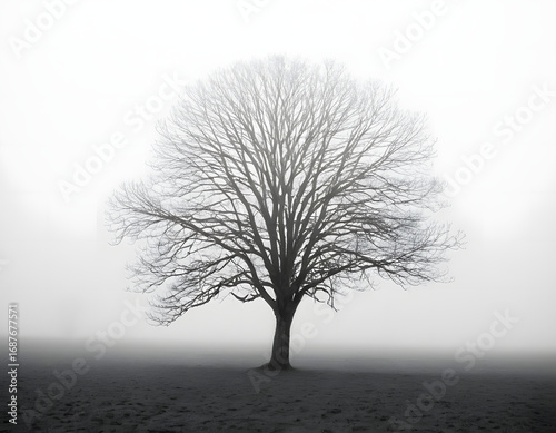 Black and White Solitary Tree in a Foggy Field - Minimalist Nature Art