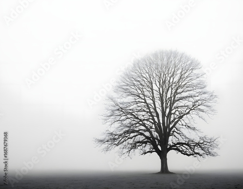Black and White Solitary Tree in a Foggy Field - Minimalist Nature Art