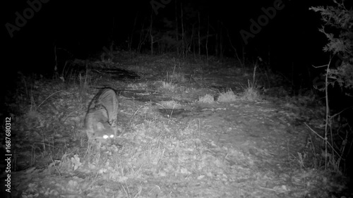 Bobcat sniffing the ground at night in winter, then walking out of the view to the right
