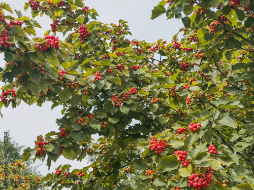 Red hawthorn berries on tree branches with green leaves in late summer, natural background symbolizing health, nutrition and wild fruits