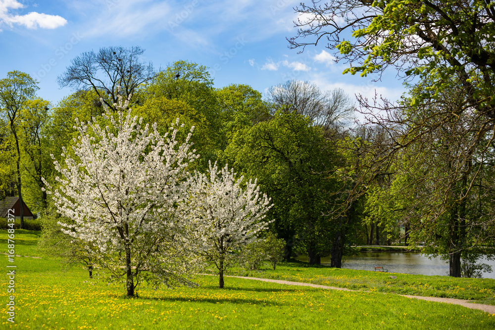 Fototapeta premium Park wiosenny w Opinogórze Górnej w Polsce ze stawem i drzewami odbijającymi się w wodzie, tapeta lub tło dla Twojego projektu