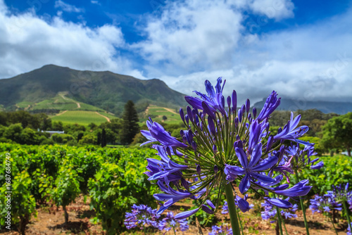 Vineyard close to Cape Town, South Africa and Agapanthus in blossom