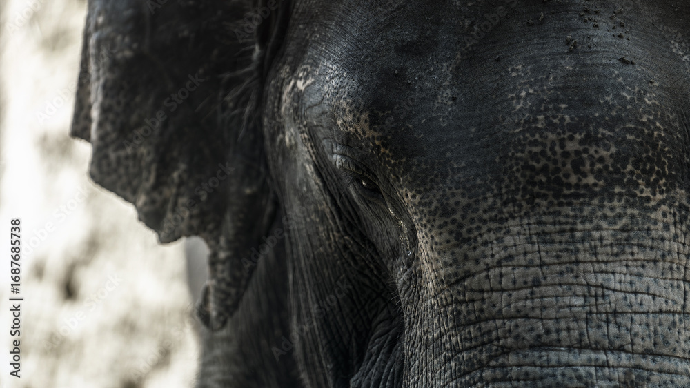 Fototapeta premium Indonesian elephant portrait close up photo