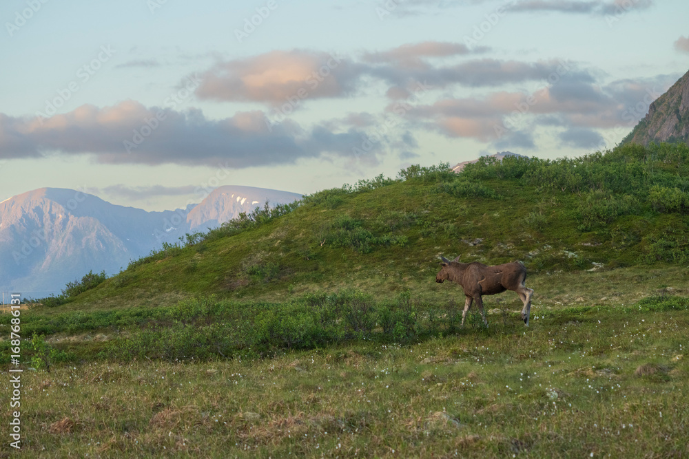 Fototapeta premium Moose in the mountains