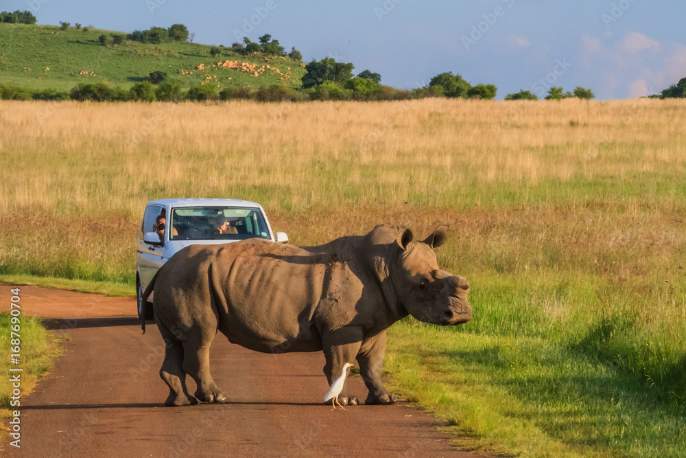 Fototapeta premium White rhino with horns cut, South Africa