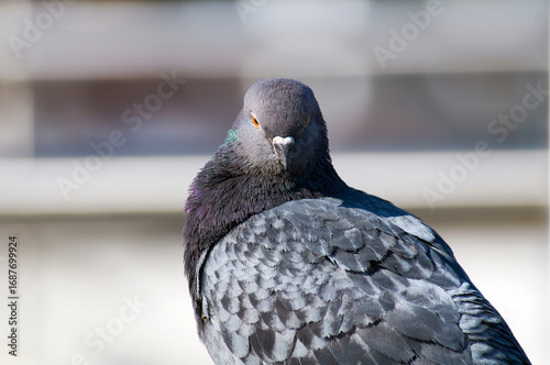 A serious pigeon looks at its prey.