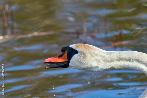 The swan's head was directed towards the food.