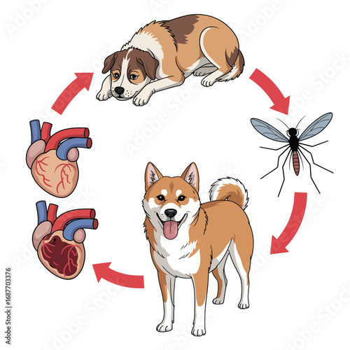 Diagram illustrating the life cycle of heartworm in dogs and its transmission