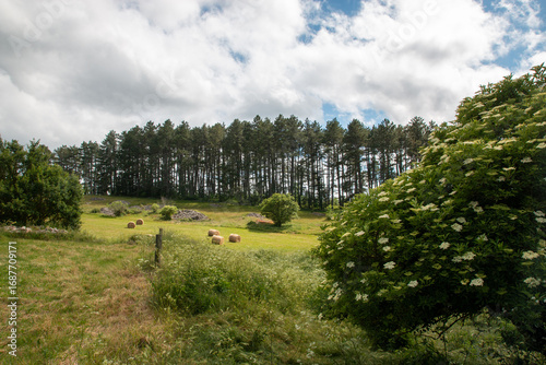 Foins sur le causse