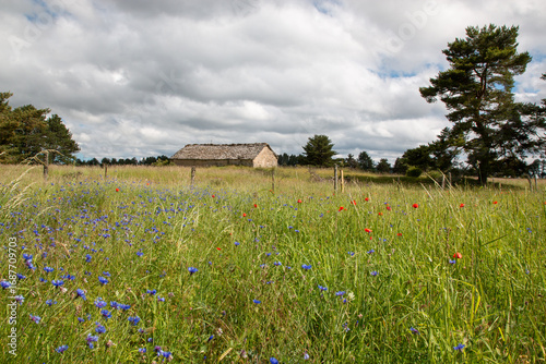 paysage sur le causse au printemps