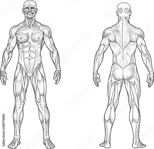 Human Muscular System Anatomy Vector Showing Front and Back Views of Major Muscles for Medical, Educational, and Fitness Use
