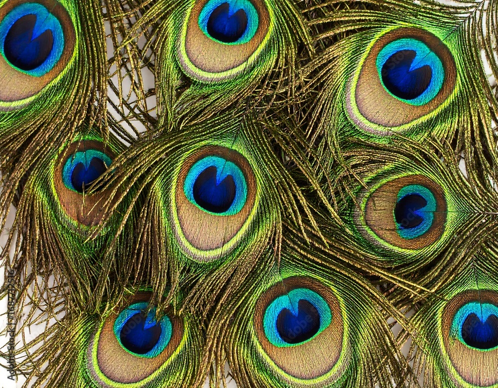 Obraz premium Peacock feathers close-up