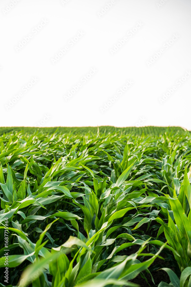 Fototapeta premium Green corn plants growing in rows on large farmland