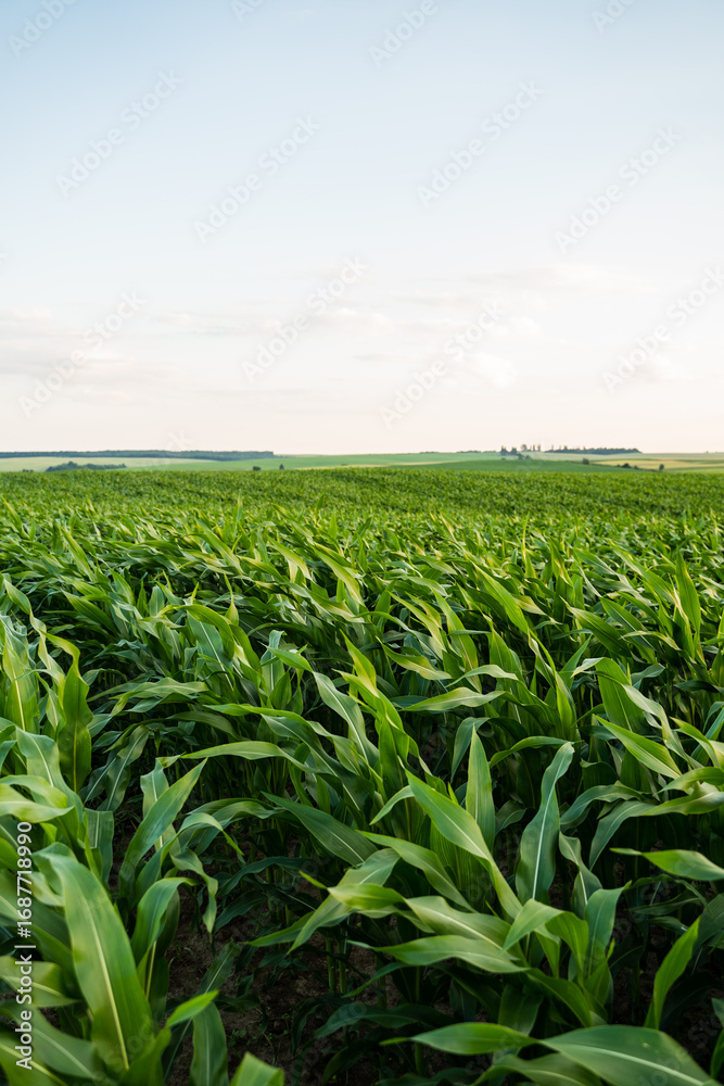 Fototapeta premium Green corn field under blue summer sky in rural farmland landscape