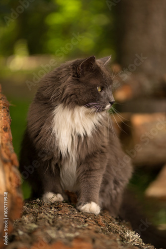 Majestic Fluffy Gray and White Cat in Nature. A beautiful long-haired gray cat sits gracefully on a tree trunk in a natural outdoor setting.