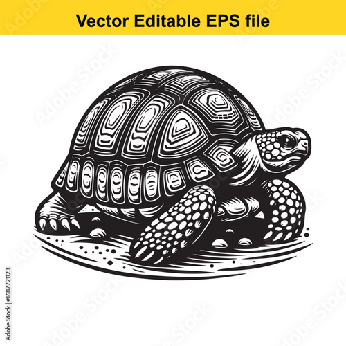  detailed illustration of a tortoise isolated on white background