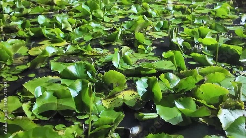 Beautiful pink lotus is blooming in pond.