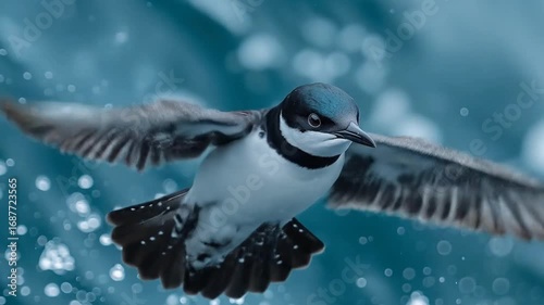Black and white seabird flying above ocean water with wings spread wide seamless looping time-lapse 4k video background. Wildlife concept
