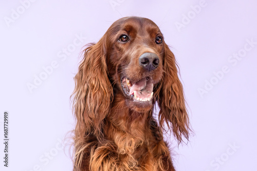 Obraz na plátně Irish Setter dog portrait in studio on purple background