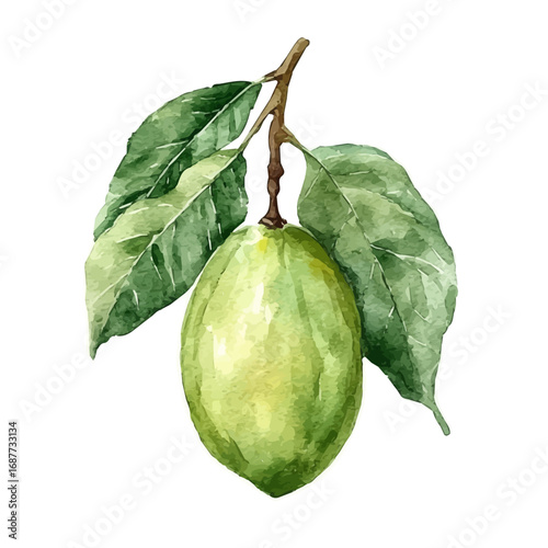 White Sapote, watercolor clipart vector, isolated on a white background.